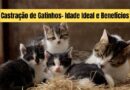 Castração de Gatinhos- Idade Ideal e Benefícios