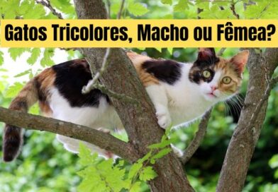Gatos Tricolores, Macho ou Fêmea?
